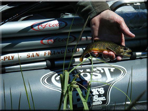 Fishing for high country trout | Fishing the Mt St Helen blast zone area
