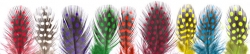 Strung Guinea Feathers - Product Image