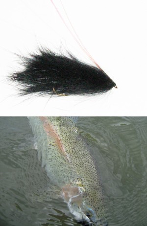 Leeches
