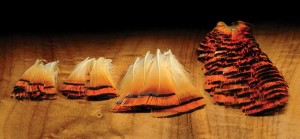 Pheasant