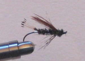 Sea Run Cutthroat